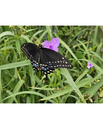 Spiderwort AKA Spider Lily, Purple Seeds