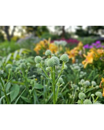 Rattlesnake Master 