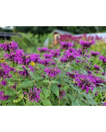 Bee Balm 'Purple Rooster' Seeds