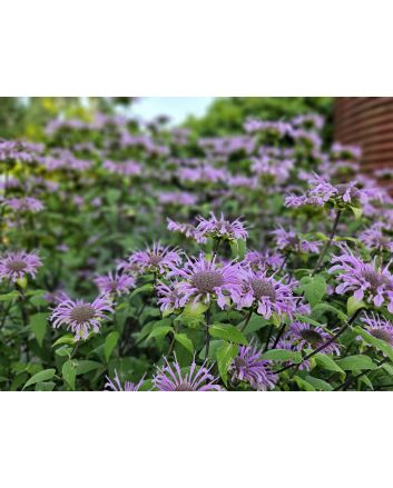 Wild Bee Balm Seeds 