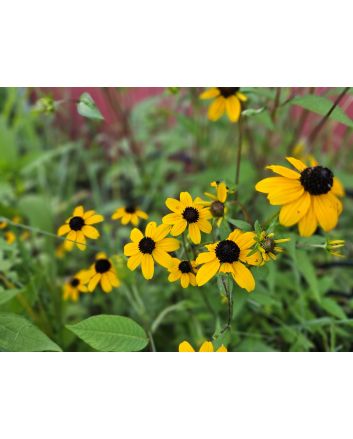 Brown-Eyed Susan Seeds