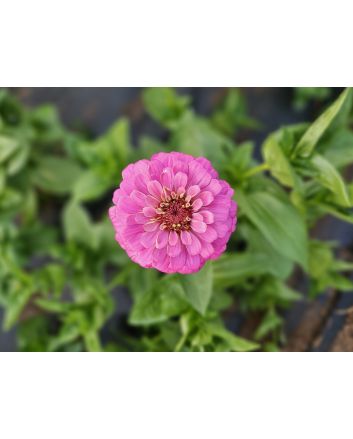 Zinnia 'Magenta Majesty Mix' Seeds