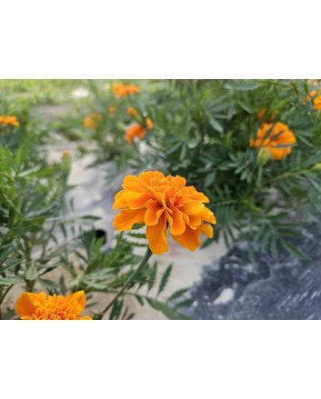 Marigold 'Art's Double Orange' Seeds 