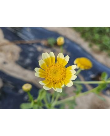 Edible Chrysanthemum 'Shungiku'