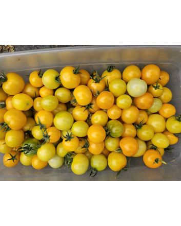 Tomato 'Medium Yellow Cherry Detroit' Seeds
