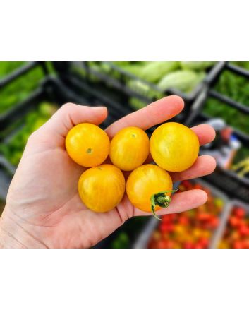 Tomato 'Medium Yellow Cherry Detroit' Seeds