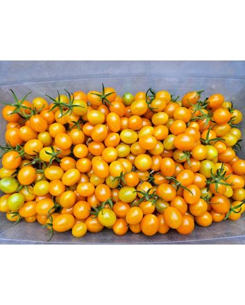 Tomato 'Galapagos Island' Seeds