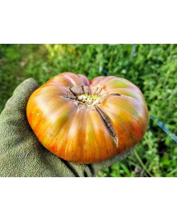 Tomato 'Fred's Tie-Dye' Plant