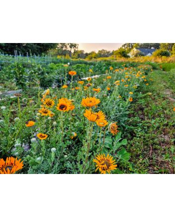 Cape Daisy AKA Monarch of the Veldt ‘Orange Prince’ Seeds