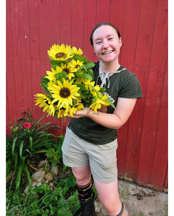 Sunflower 'Lemon Queen' Seeds