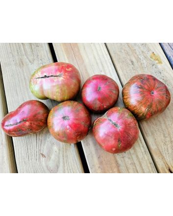 Dwarf Tomato 'Fred's Tie Dye' Seeds
