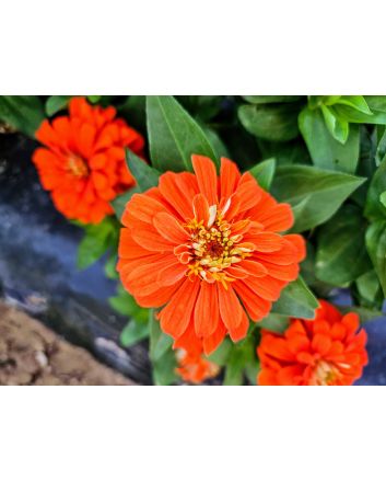Zinnia 'Ford's Orange and Yellow Mix' Seeds