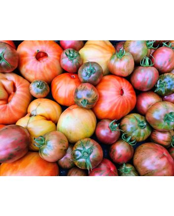 Tomato 'Sailor's Luck' Plant