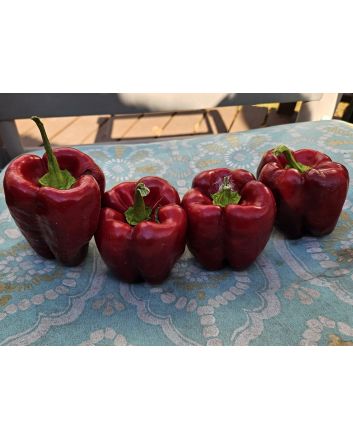 Sweet Pepper ‘Zulu' Seeds (Certified Organic)