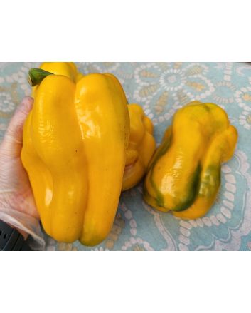 Sweet Pepper 'Yellow Monster' Seeds