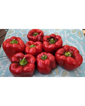 Sweet Pepper ‘Red Bell’ Seeds (Certified Organic)