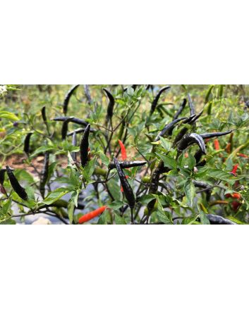 Hot Ornamental Pepper 'Maui Purple' Seeds