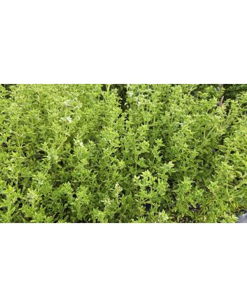 Basil 'Fino Verde' Seeds