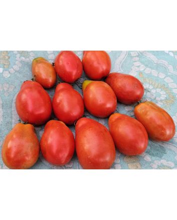 Dwarf Tomato 'San Marzano' Seeds (Certified Organic)