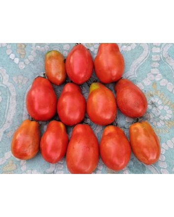 Dwarf Tomato 'San Marzano' Seeds (Certified Organic)