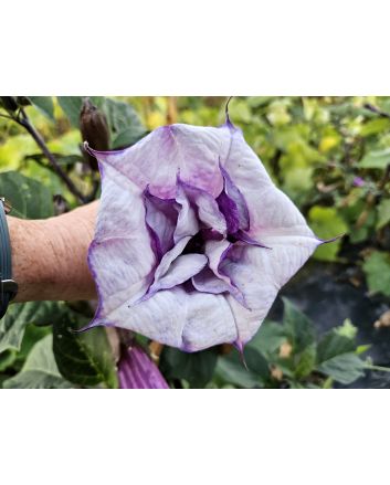 Datura 'Lavender Ballerina' Seeds