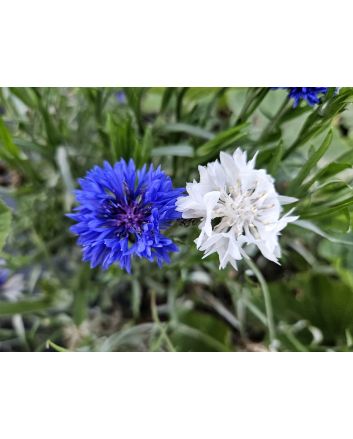 Bachelor's Button 'Jubilee' Seeds