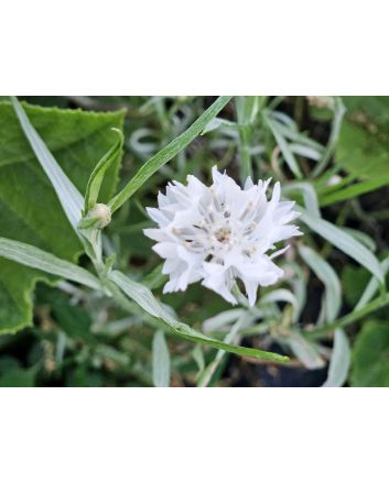 Bachelor's Button 'Jubilee' Seeds