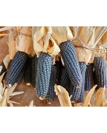 'Melinda's Mini Blue Popcorn' Corn Seeds