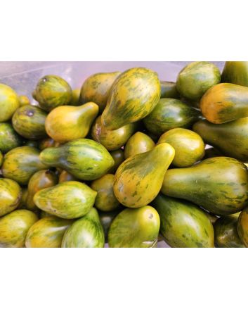 Tomato 'Mint Julep' AKA ‘Michael Pollan’ Seeds