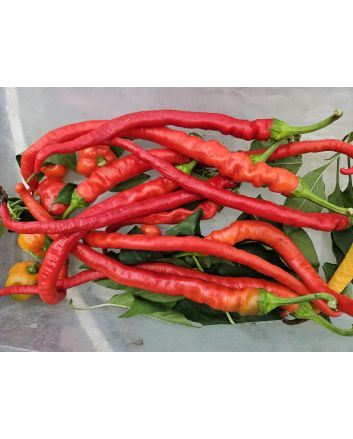 Sweet Pepper 'Corbaci' Seeds