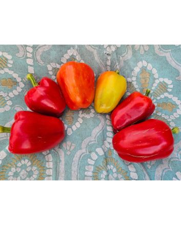 Sweet Pepper 'Albino Bull Nose' Seeds