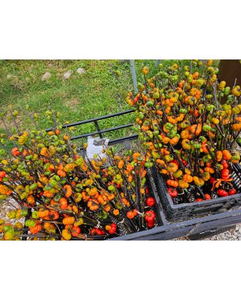 Ornamental Eggplant 'Pumpkin on a Stick' Seeds