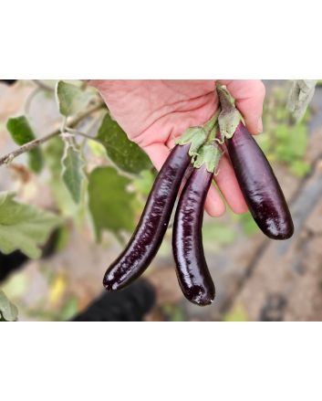 Eggplant ‘Little Finger’ Seeds (Certified Organic)
