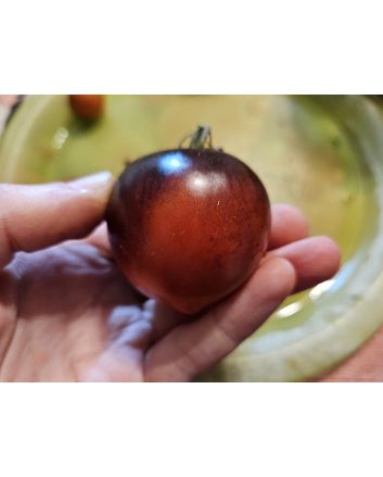 Tomato 'Blue Pizzo' Seeds