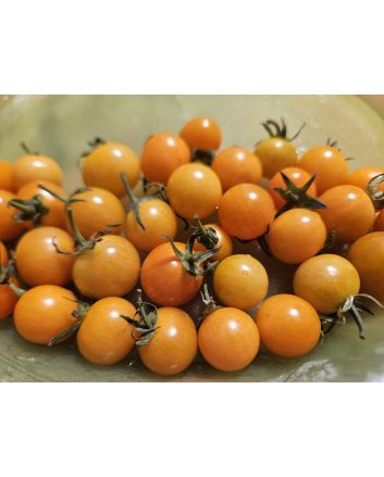 Tomato 'Small Gold Cherry Detroit' Seeds
