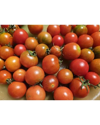 Tomato 'Small Red Cherry Detroit' Seeds