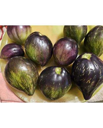 Tomato 'Rebel Starfighter VT16' Seeds