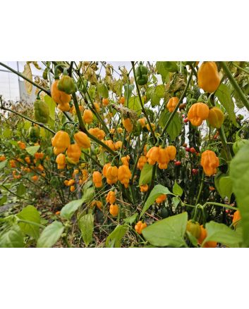 Hot Pepper 'Ojeenma' Seeds