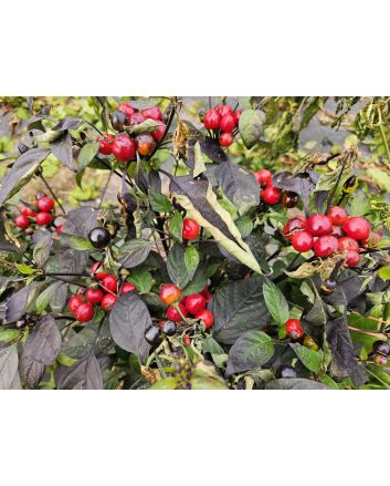 Hot Ornamental Pepper ‘Black Pearl' Seeds