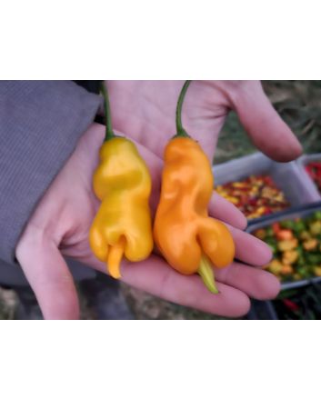 Hot Pepper ‘Erotica Orange' Seeds