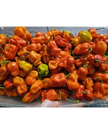 Sweet Pepper 'Arroz Con Pollo' Seeds