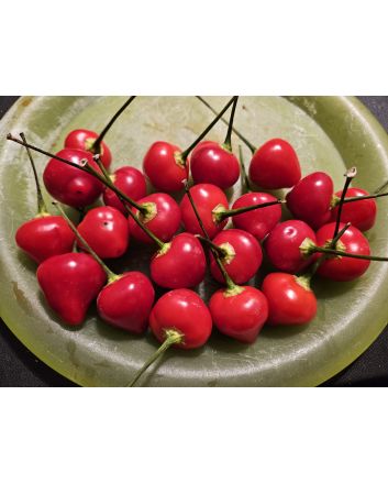 Hot Pepper 'Trepadeira Werner' Seeds