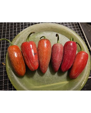 Hot Pepper 'Jalapeno Craig's Grande' Seeds