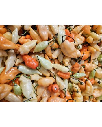 Sweet Pepper 'Habanada' Seeds (Certified Organic)