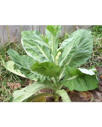 Mustard 'Florida Broadleaf'
