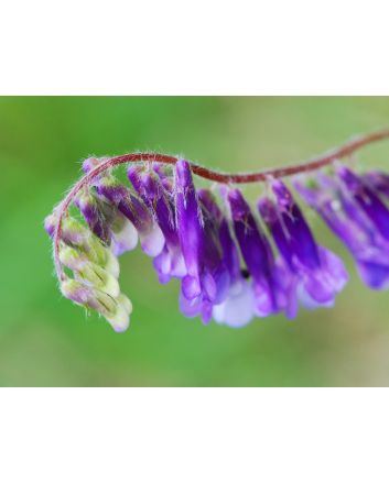 Hairy Vetch Seeds (Naturally Grown)