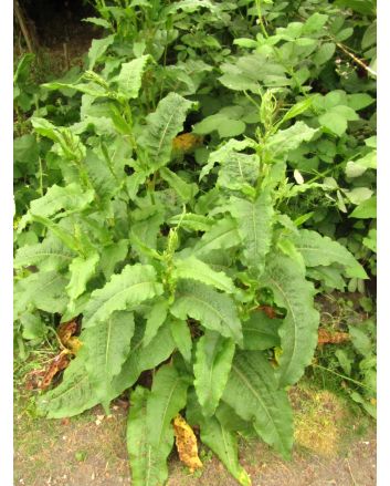 Curly Dock AKA Yellow Dock Seeds (Naturally Grown)