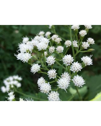 White Snakeroot Seeds (Naturally Grown)