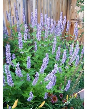 Anise Hyssop 'Blue Fortune' 
