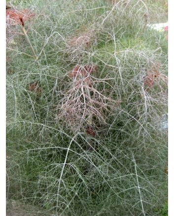 Bronze Fennel 'Smokey' 